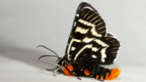 Mistletoe moth - February 2026 - Credit Ellura