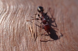Spotted Muscleman Tree Ant