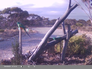 Visiting Mulga Parrot