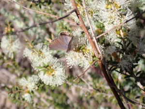Salt Bush Blue - on dryland tea tree