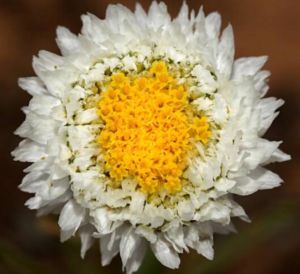 Called a Poached Egg everlasting 