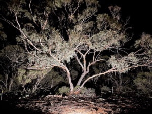 Night  Mallee Tree