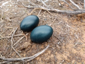 Emu Eggs abandoned