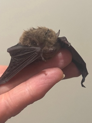 Goulds chocolate Wattle Bat