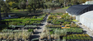 Native Vegetation - nursery