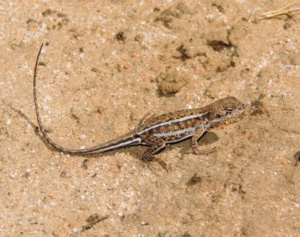 Eastern Mallee Dragon - Ctenophorus spinodomus