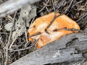 Unknown fungi