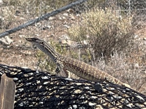 Sand Goanna- AKA Goulds monitor- Varanus gouldii