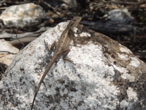 Nobbi Dragon