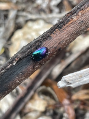 Chalcopteriodes spp - Rainbow Beetle
