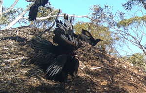 White Winged Choughs 
