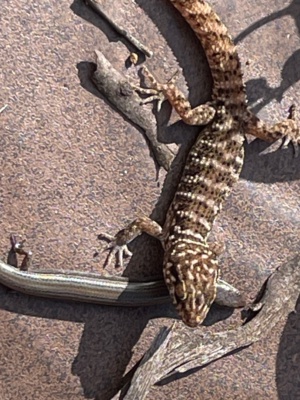 Binoei Gecko- Heteronotia binoei