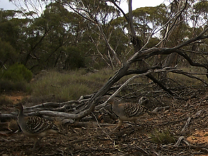 Mallee Fowl younger birds next 2024