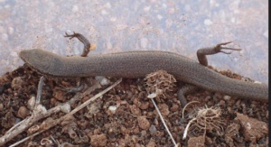 snake eye skink - Morethia obscura