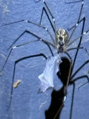Marbled Cellar Spider