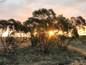 evening light