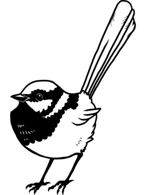 Illustration Blue Wren - Credit Katie Dridan