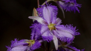 Mallee Fringe Lilly (image Sec 14 Ellura)