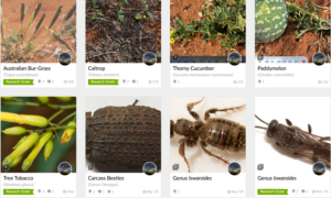 Ellura images and observation - from i Naturalist