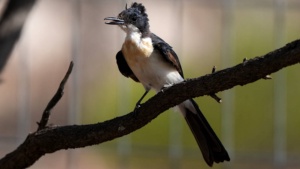 Restless- Flycatcher, January 2026 - Credit Ellura