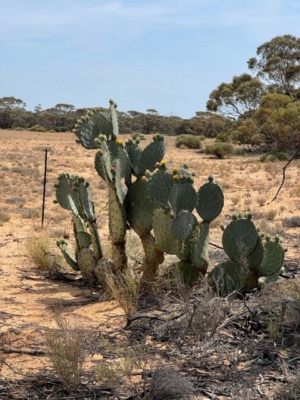 Wheel cactus