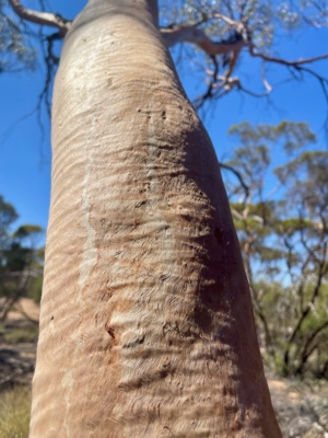 The light colour and beauty of the Mallee
