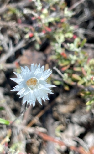 Satin Everlasting Daisy 227 November 2024