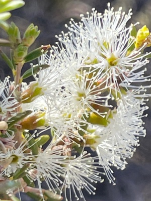 Dryland Tea-tree - Melaleuca lanceolata Sec 226