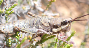 A common pyrgomorph - Grass Hopper
