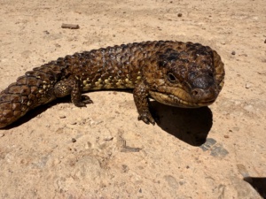 Shingleback Lizard