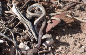 This striped worm lizard  Aprasia striolata
