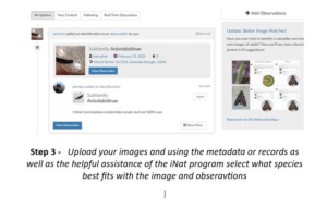 We post the images onto iNat