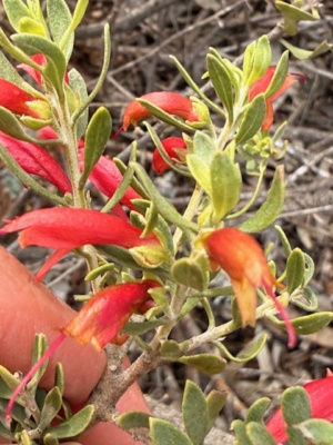 Eremophila glabra - common emu bush