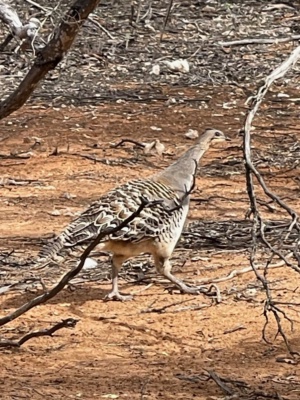 Mallee fowl