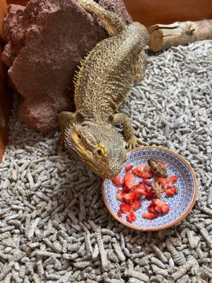 Inland Bearded Dragon "The Toothless Taco" eating dinner