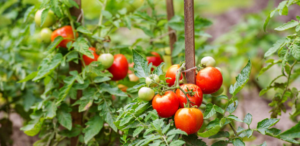 space place filler tomatoes