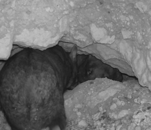 Wombat parent returning home Dec 24 Sec 13