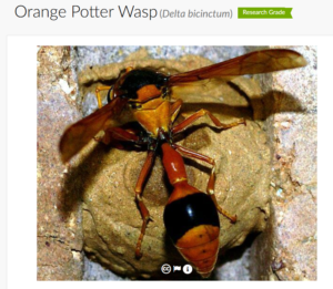 Orange Potter Wasp - Image Credit Brett Smith