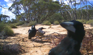 Big Beaked Magpie ruins the shot for his family