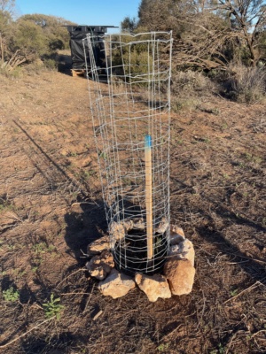 Trialing different tree guards, wobbly wire