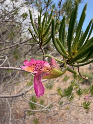 Narrow Leaved Eremophila