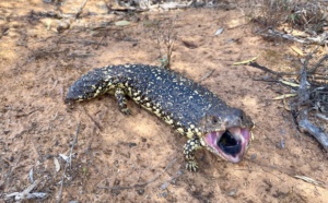 Shingleback lizard eating Yellow button flowers Sect 249 Oct 2024