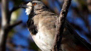 Southern Crested Bellbird- Feb 2026 - Credit Ellura