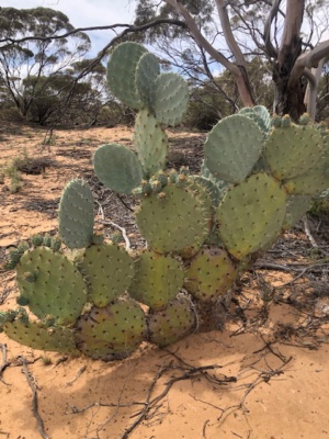 Wheel cactus 227