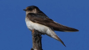 Mainland Tree Martin - credit Ellura 2025