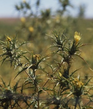 Safron Thistle - Carthamus lanatus