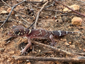 Thick-Tailed Gecko