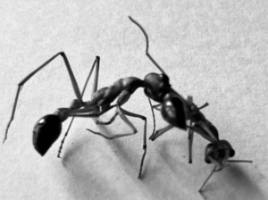 Two Bull ants died and preserved in a fight to the death