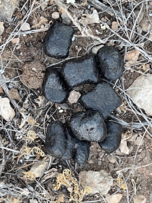 Wombat poop