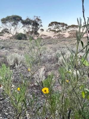 Sec 13 Senna and open land in evening light Nov 2024